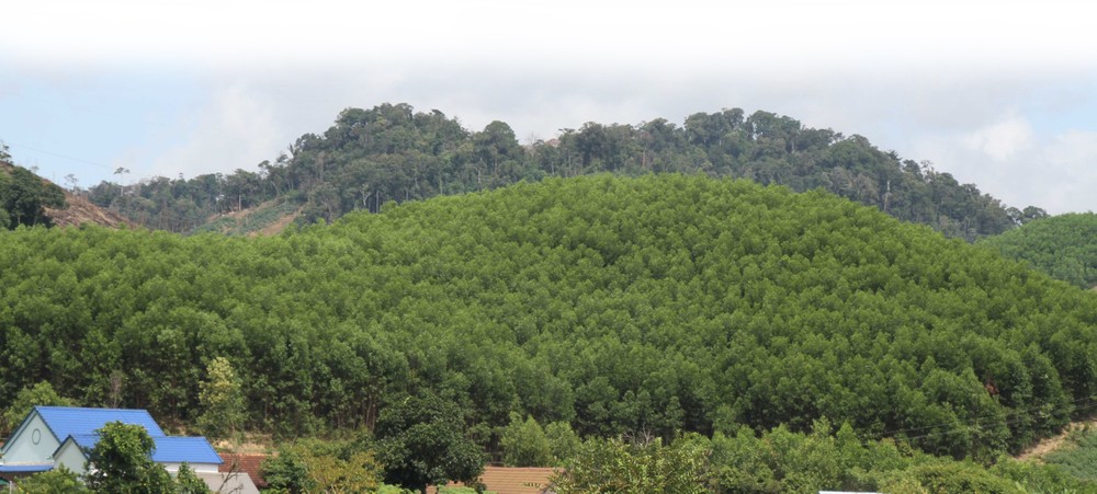 姆德拉县人工造林的经济效果