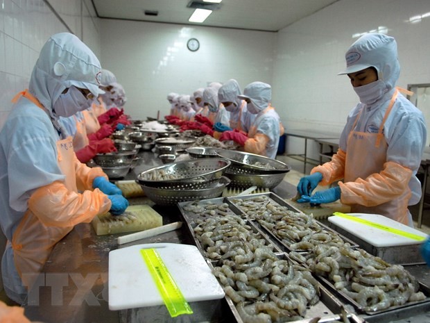 金瓯省虾类出口在后疫情时期迅速恢复