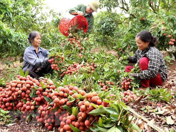 越南全国果树种植面积达110万公顷
