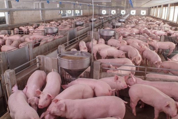 俄罗斯是越南最大猪肉供应国
