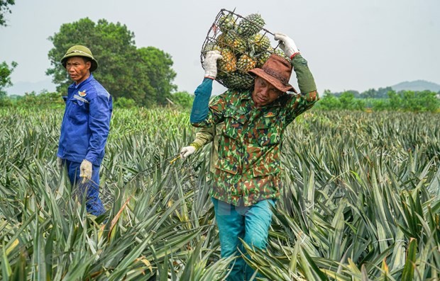 今年前6个月越南农产品出口额达240亿美元