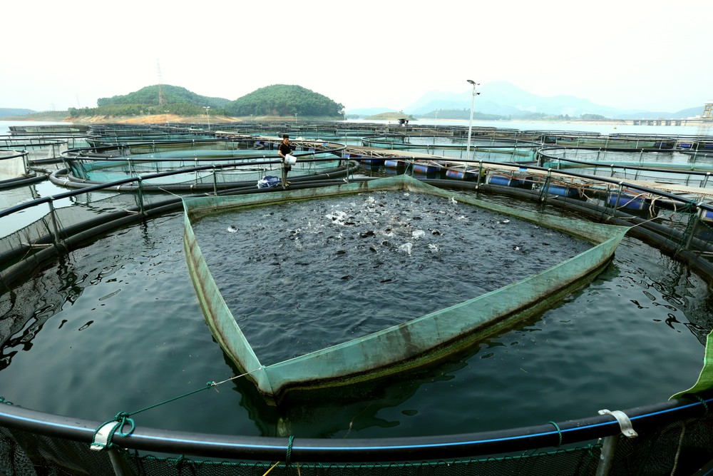越南良好农业规范标准罗非鱼养殖技术