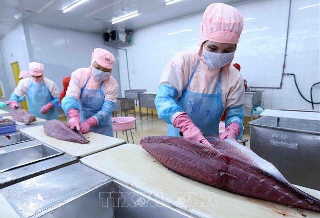 金枪鱼产品力争充分利用《越南-欧盟自由贸易协定》带来的优惠