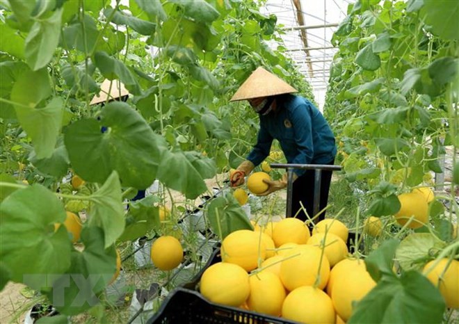 澳大利亚和越南在发展高科技农业方面的合作机会较多