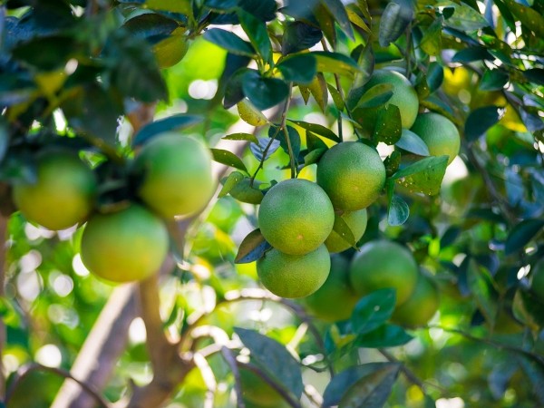 承天顺化省可持续发展南东橙子种植区