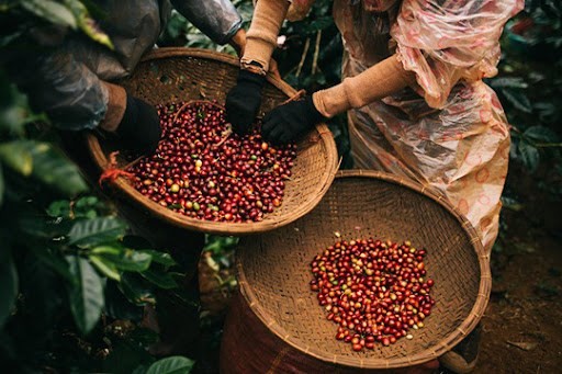 越南--世界咖啡生产第二大国