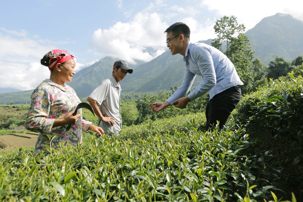 三塘茶叶——越南莱州省的“绿金”