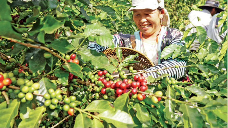 赫蒙族靠咖啡树发家致富