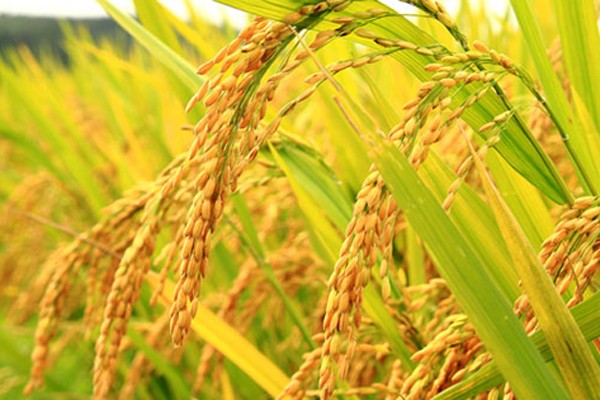 水稻病虫害智能识别软件在安江省试点应用