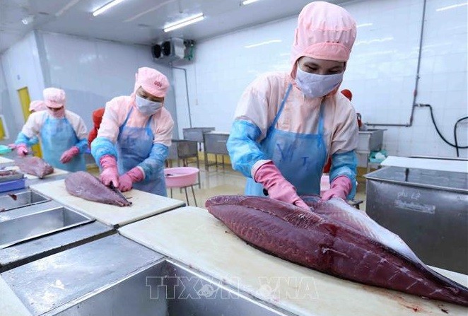 促进越南金枪鱼出口增长的“催化剂”