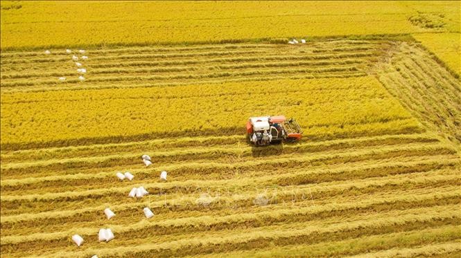 越南农业力争追随绿色趋势