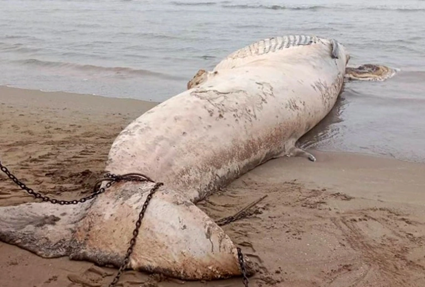 清化省发现一头10吨多重的鲸鱼尸体漂浮到岸边
