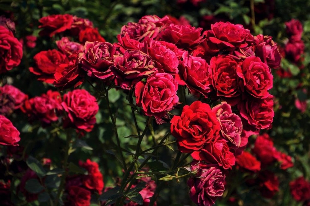 情人节期间大叻玫瑰花价格增加了1-2倍