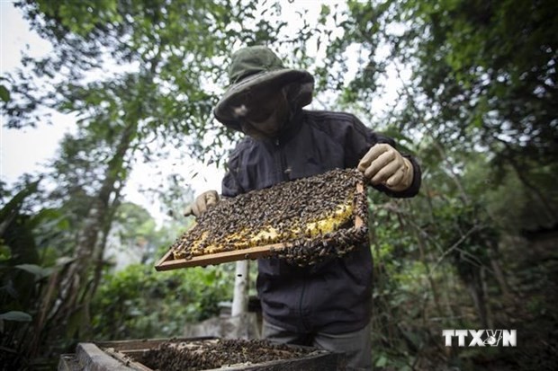 外交部发言人：美国对蜂蜜征收反倾销税将对越南养蜂业产生负面影响