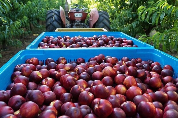 澳大利亚向越南市场试点出口桃子和春桃