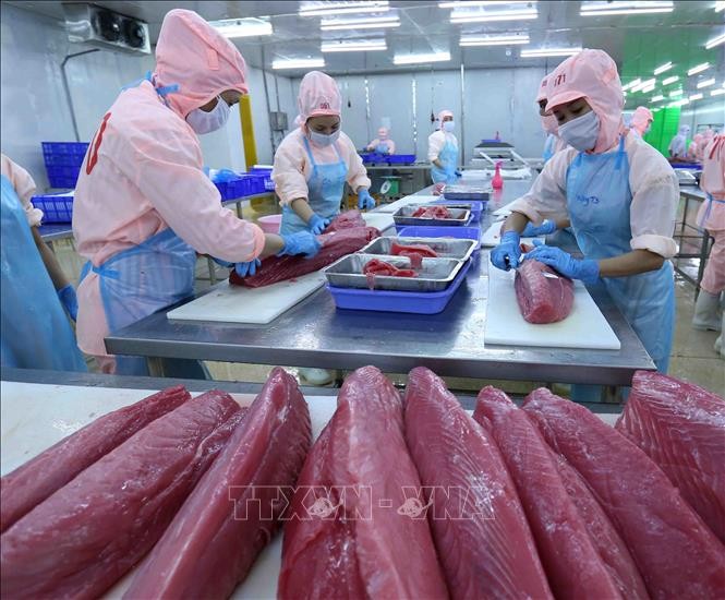2022年1月份越南金枪鱼出口实现三位数增长