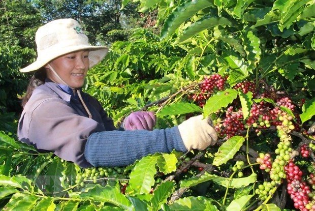 越南咖啡向阿尔及利亚市场出口潜力巨大