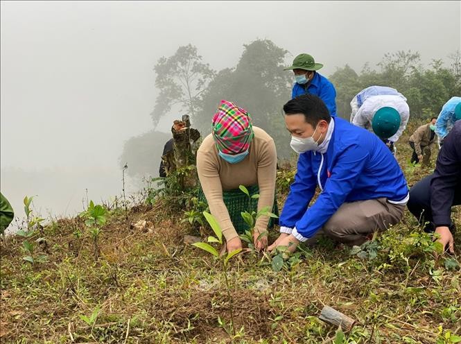 越南安沛省森林覆盖率维持在63%