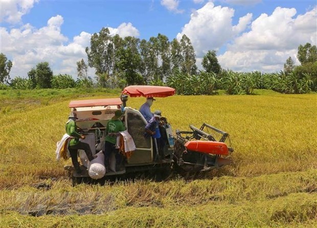 越南稻谷价格走势放缓 大米出口价格回升