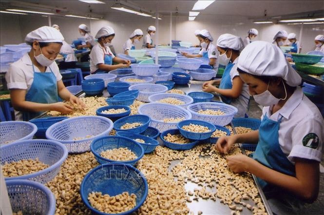 越南政府总理指示立即为企业解决腰果出口欧洲市场面临的困难