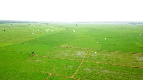 前江省按照欧洲标准种植有机水稻