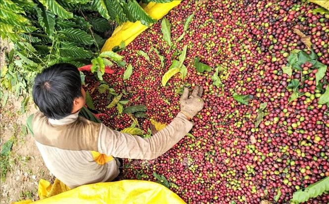 越南咖啡对日本出口形势喜人