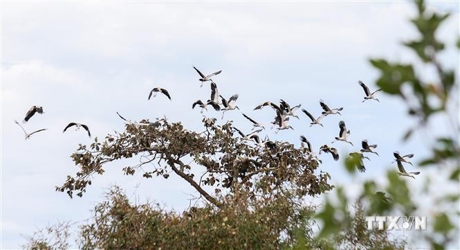 珍稀钳嘴鹳群迁徙到炉戈-萨马特国家公园
