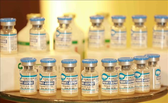 法国报刊高度评价越南成功研制非洲猪瘟疫苗