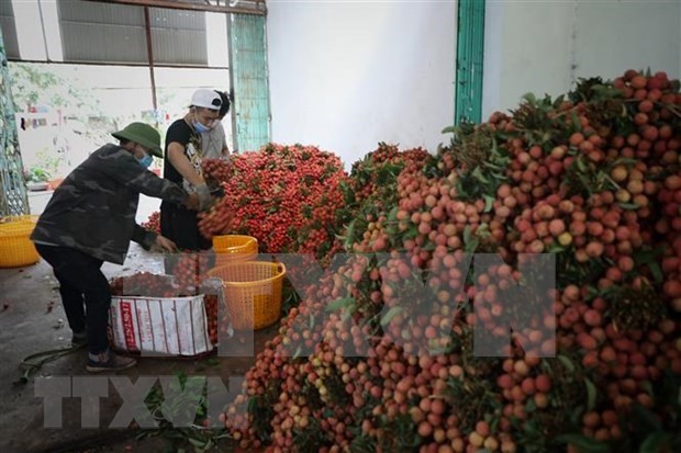 为中国企业和商人在北江省收购荔枝创造便利条件
