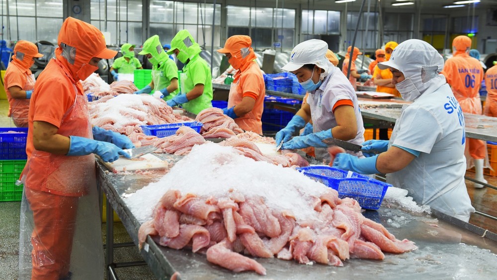 越南查鱼有望进入一个发展周期