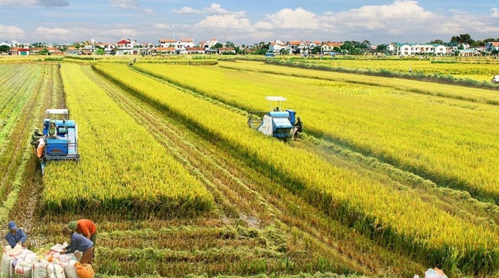 越南积极制定九龙江三角洲100万公顷优质稻米可持续生产提案