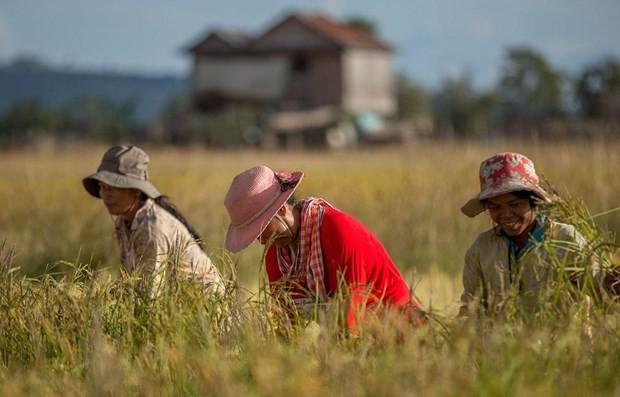 2022年上半年柬埔寨大米出口量增长近17%