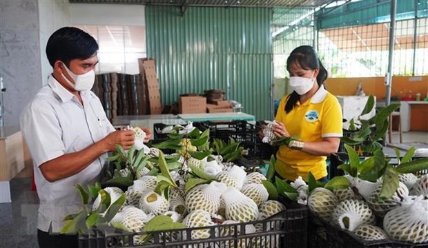 越南对中国市场出口新鲜水果适应新规定