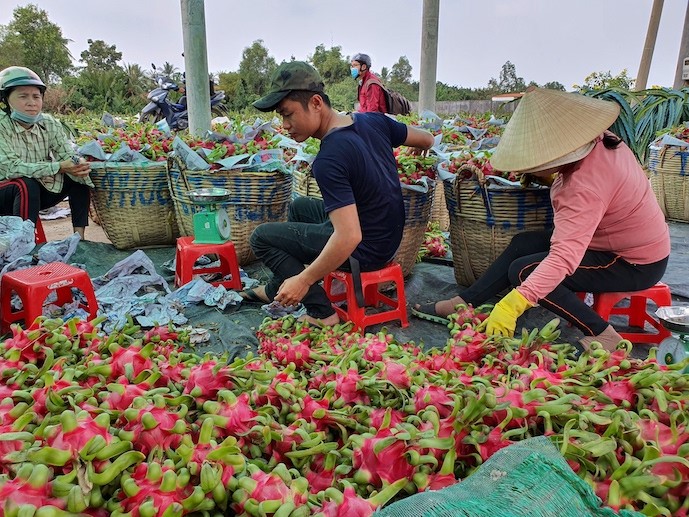 2022年前8月越南蔬果对中国出口额达10亿美元