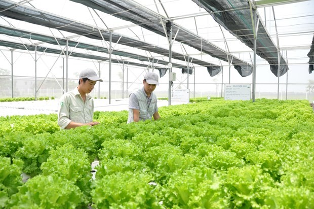 到2025年河内市高新技术农产品产值率达70%