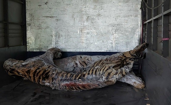越南自然博物馆接收九只老虎标本用于展览和研究
