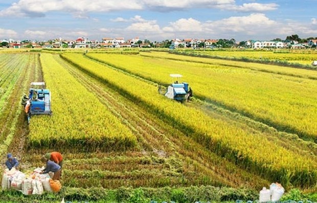 澳大利亚和越南专家联合开发出适应气候变化的新稻种