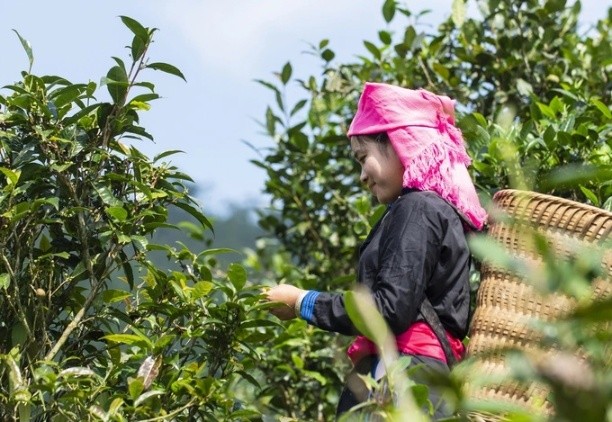北河县山雪有机茶是越南首个对外出口的有机农产品