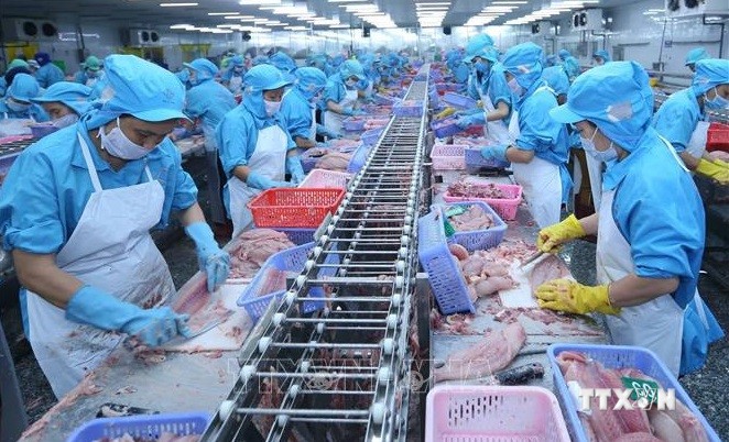 越南查鱼出口强劲增长