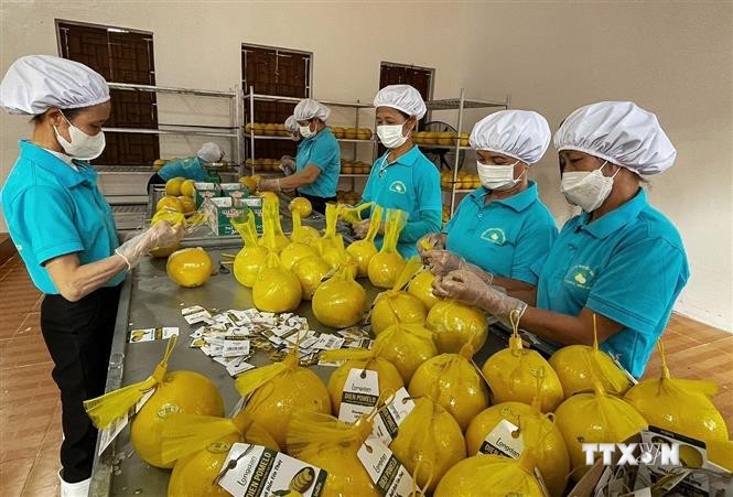 越南和平省对英国出口11吨演柚子