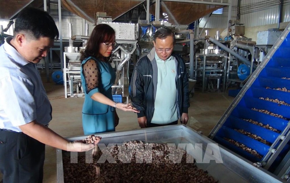 越南平福省将新技术应用于腰果生产中
