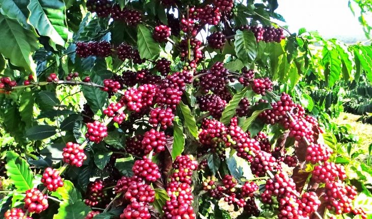 泰国加大咖啡的种植力度 满足亚洲快速增长的需求