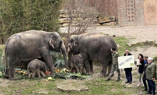 宝玉小象——越德友谊的象征之一