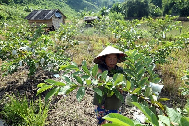 “以人民为中心”—越南国家减贫计划取得成功的钥匙
