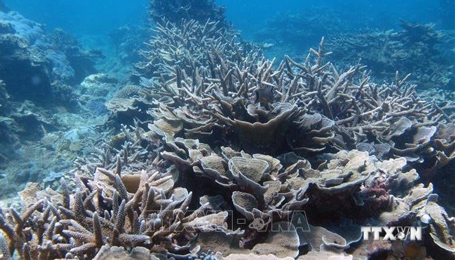 越南为发展中国家保护海洋生物多样性的共同利益提出许多意见