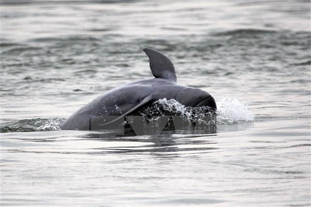 柬埔寨努力拯救“大灭绝”边缘的伊河海豚