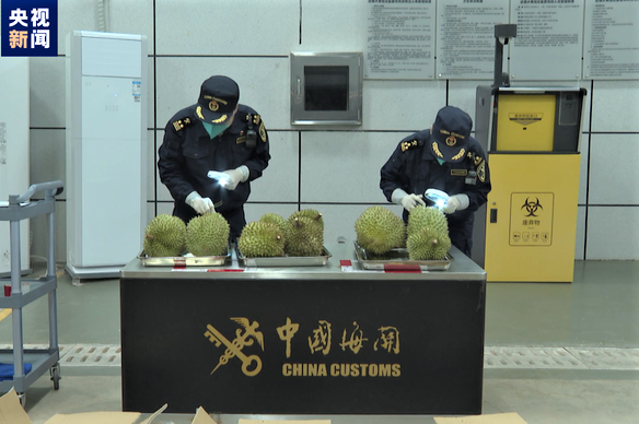 中国迎来首批空运的越南鲜榴莲