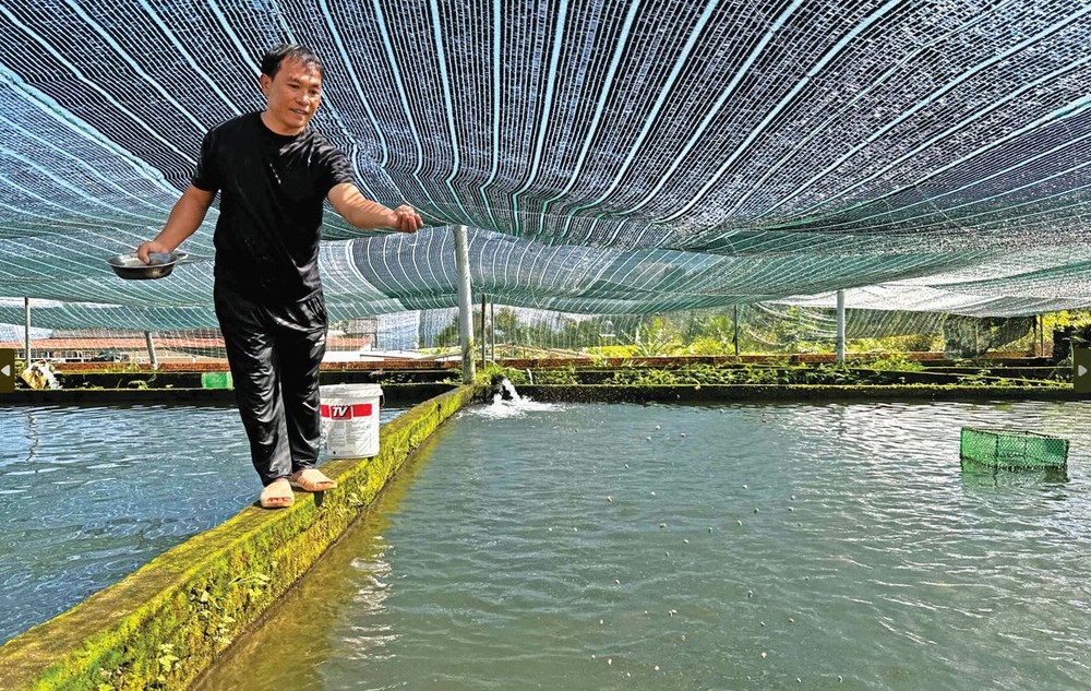 水泥池鲟鱼养殖--林同省创收数十亿越盾的模式
