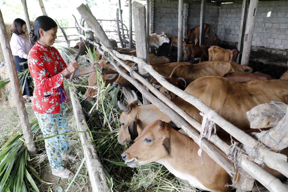 宁顺省重视改良肉牛 带来较高经济效益