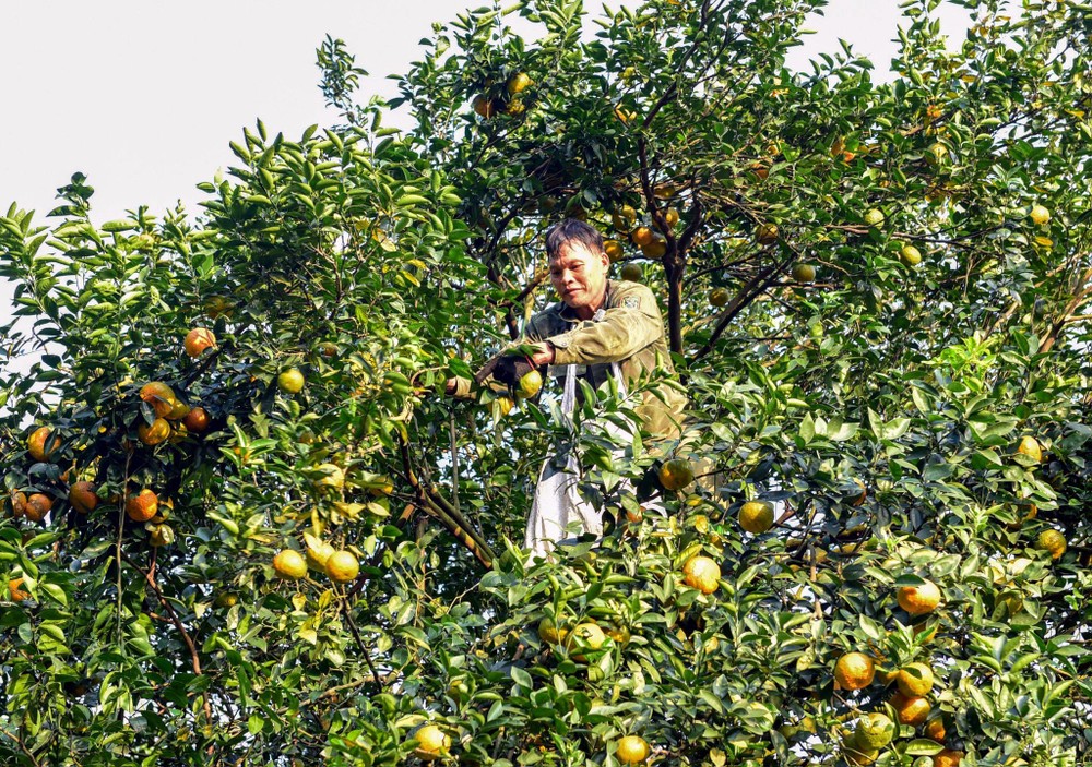 宣光省咸安县的甜橙季节